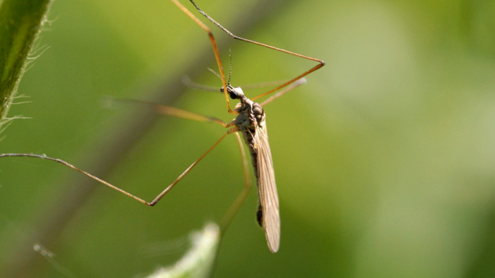 Европу атаковали опасные комары: Учёные предупредили о новой пандемии