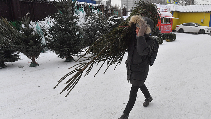 Первый ёлочный базар открылся в Новосибирске