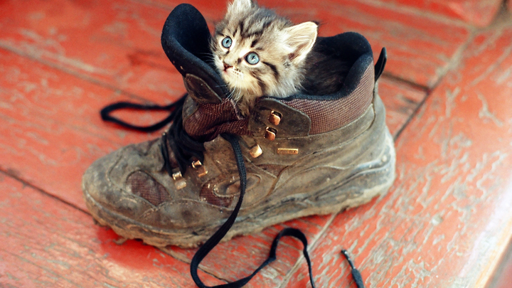 В Коврове спасатели вытащили провалившегося под бетонную плиту котёнка