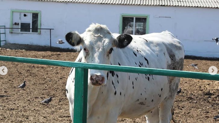 Жителям Курганской области выдадут коров за 30% стоимости