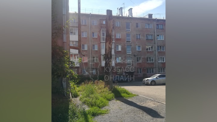 Кемеровчане напуганы огромным гнездом с пчелами во дворе дома