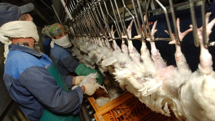 Производители мяса хотят запретить разводить кур в России. Кого могут коснуться ограничения