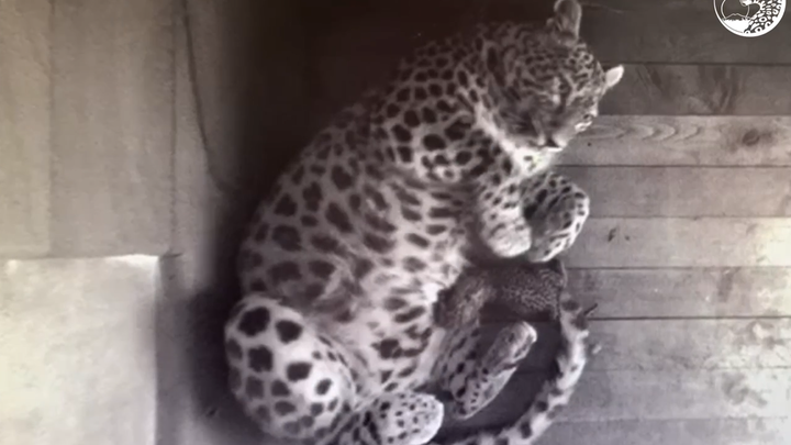 В Сочи родился котёнок леопарда
