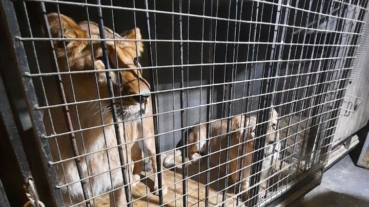Россельхознадзор проверил фургон со львами под Челябинском