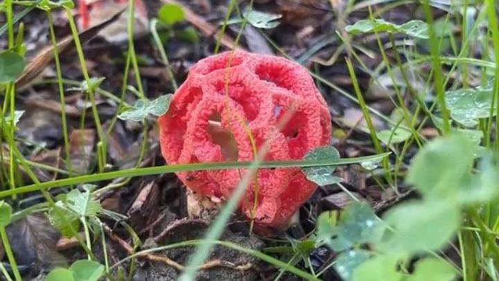 Ядовит и опасен: в Сочи замечен необычный гриб
