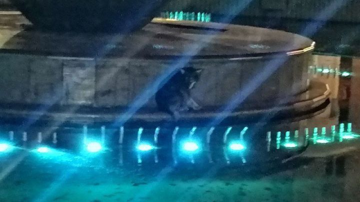 В Новокузнецке спасли застрявшую в фонтане собаку