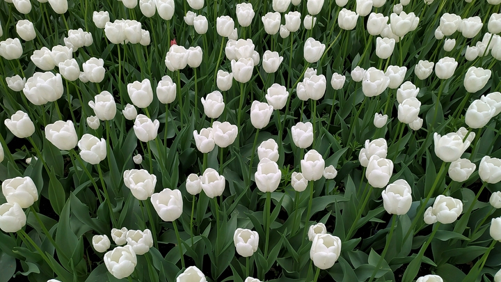 На площади 1905 года в Екатеринбурге разобьют сад с водоемом