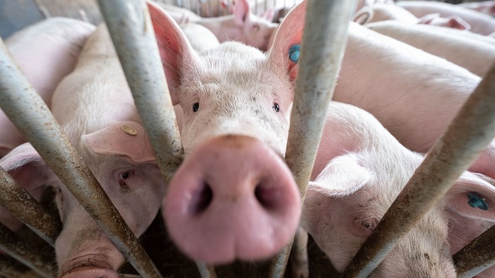Парагвайские свиньи спасут нас от высоких цен на мясо. Но выгодно ли это России?