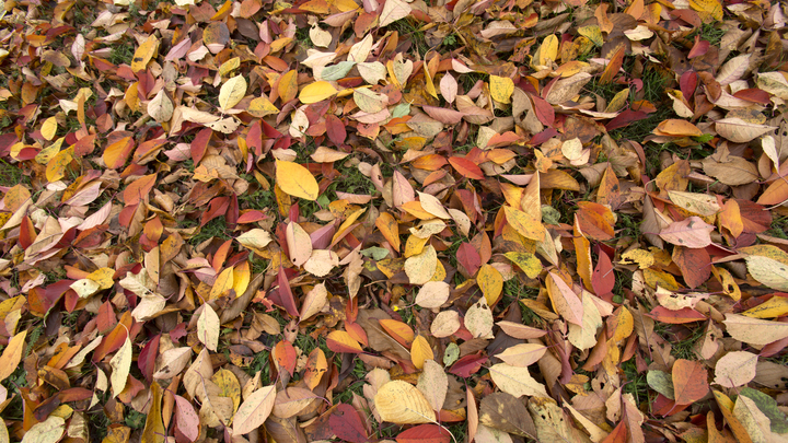 Какими продуктами подкормить иммунитет осенью, рассказал доктор