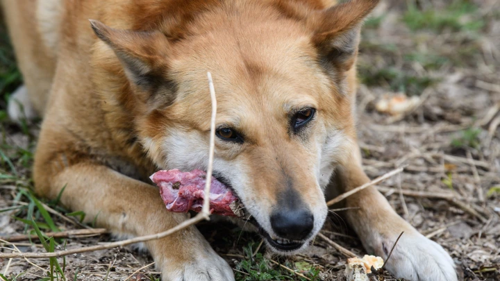 В России хотят запретить подкармливать бездомных собак вблизи многоквартирных домов