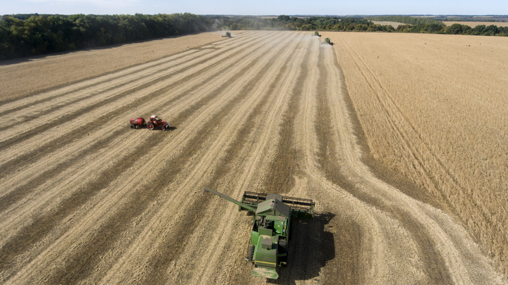 На Кубани в 2022 году яровыми культурами засеют около 1,8 млн га