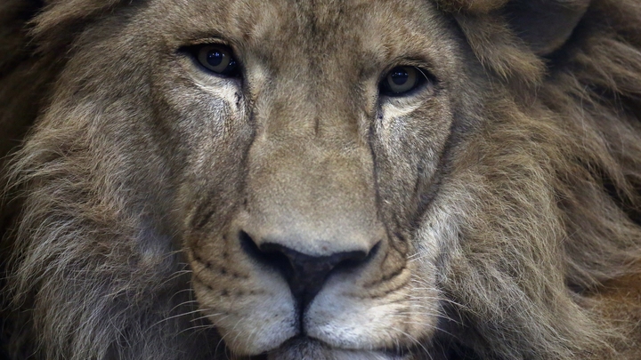 В Тайгане не будут усыплять львов, растерзавших сотрудницу сафари-парка