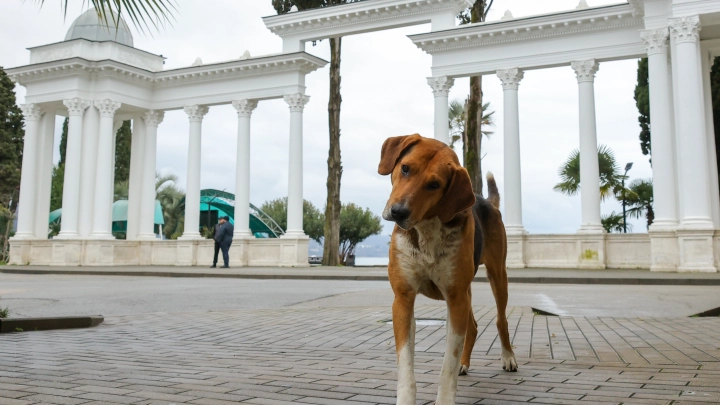 Картаполова возмутила идея отправлять бездомных собак на минные поля СВО
