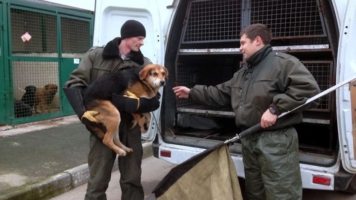 Ейский район получил средства на отлов и содержание 300 бездомных животных
