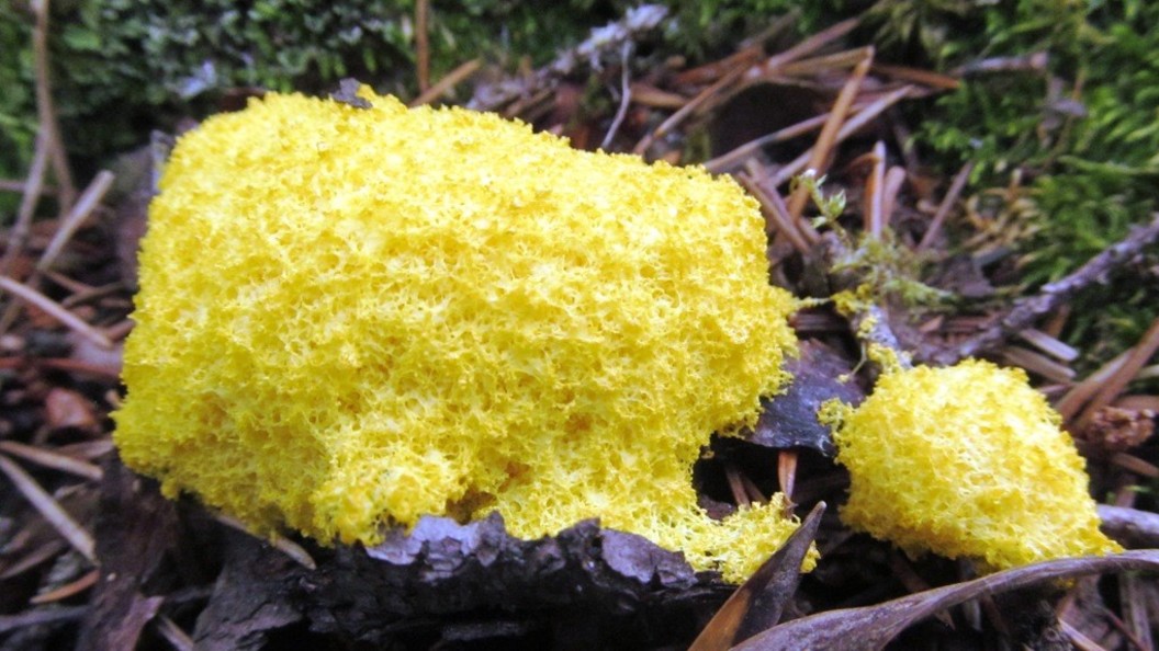 Слизистые грибы. Желтый слизистый гриб. Жёлтый гриб со слизью. Гриб Земляной Фулиго. Ячеистые грибы.