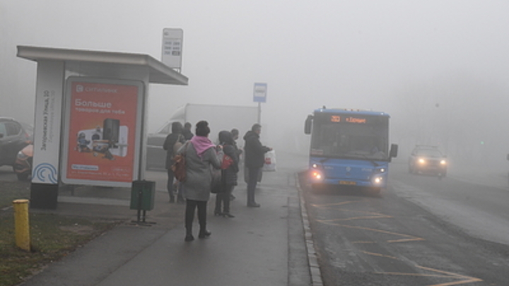 Бездомный пёс стал звездой Сургута: Прижился на остановке