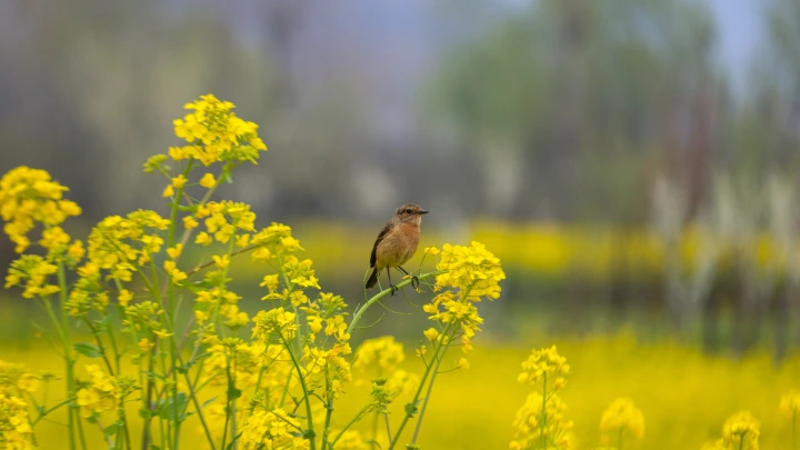 Почти все дачники делают это неправильно: Вот как надо сеять горчицу, чтобы земля стала жирной и плодородной