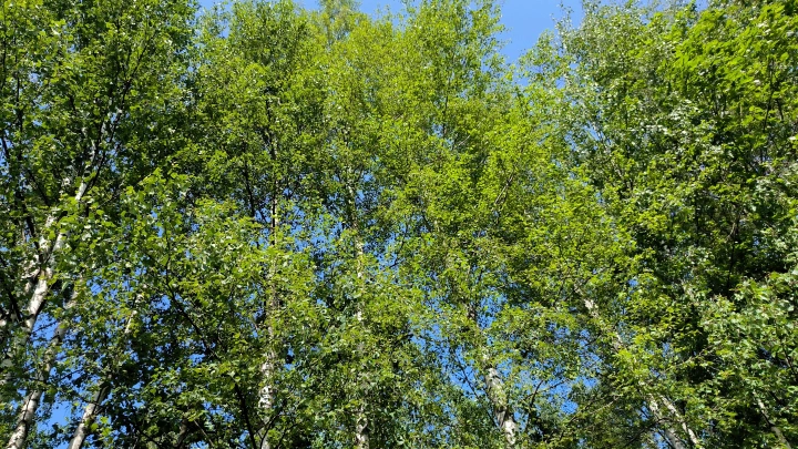 Не могла двигаться и говорить: В подмосковном лесу подросток напал с молотком на двух девочек. Что известно?