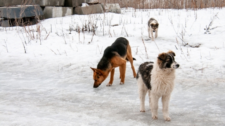 Следком Кузбасса начал проверку информации о нападении бездомных собак на первоклассницу