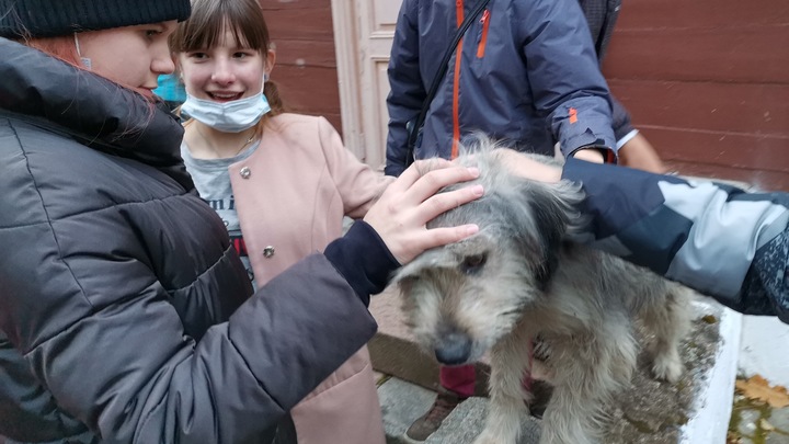 Фестиваль WOOF в Москве: 230 животных ищут дом