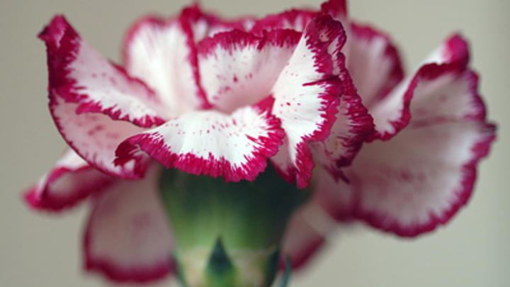 Гвоздикам места не нашлось: Флорист рассказала о любимых цветах России