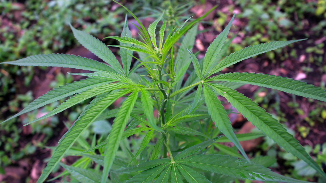 Лечением марихуаной конопля как лечебное растение