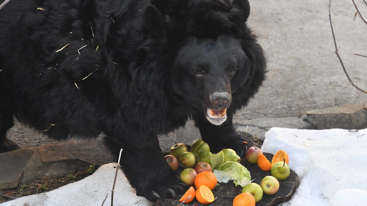 Сообщения о медведе-людоеде напугали жителей Новосибирской области
