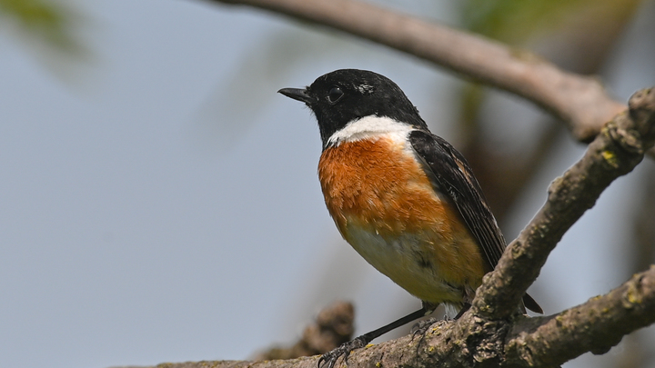 Почему в Финляндии птицы квакают, а в России - чирикают