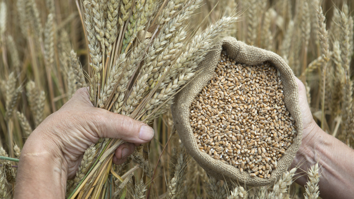 В ООН подтвердили несоблюдение интересов России в рамках зерновой сделки