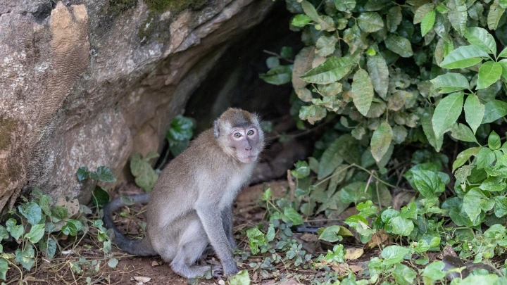 В Азербайджане выявлен первый случай оспы обезьян В Азербайджане выявлен первый случай оспы обезьян