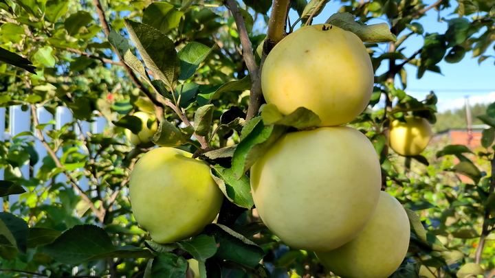 Как правильно хранить яблоки: Подходящие условия назвали эксперты