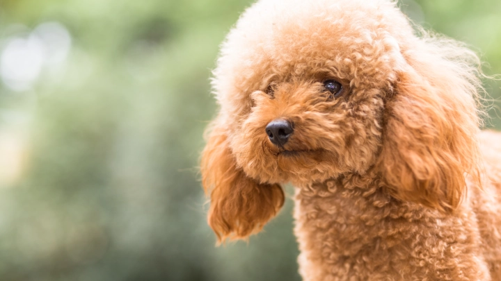 Хуже Додо Пиццы: сеть возмутил розыгрыш щенков от актрисы Маши Горбань