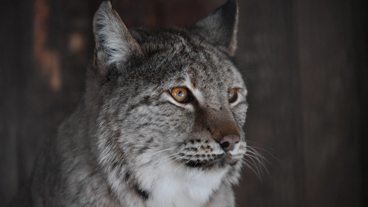 Застрявшая на заборе челябинского завода рысь не далась спасателям