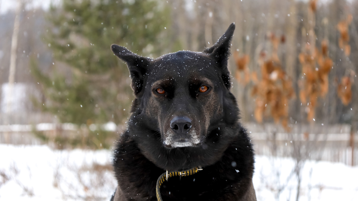 На Камчатке новый герой: Пожарный спас людей и бросился откачивать пса