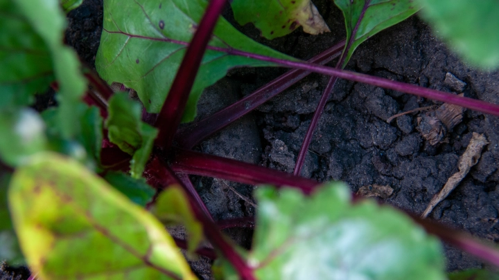 Свёкла или позор на грядке: как летняя подкормка решает всё