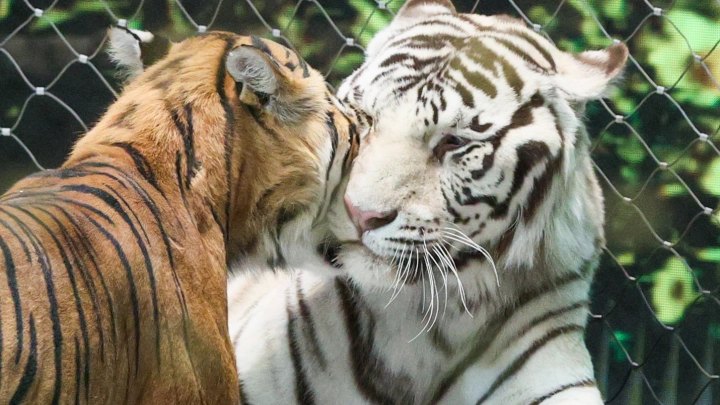 Пользователи портала mos.ru теперь смогут наблюдать за амурским тигром