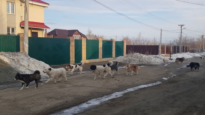 Челябинский депутат предлагает ввести эвтаназию для бездомных собак