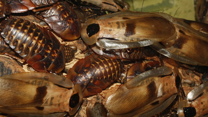 Мясо из 3D-принтера и выпечка из насекомых: Россию хотят накормить по-новому