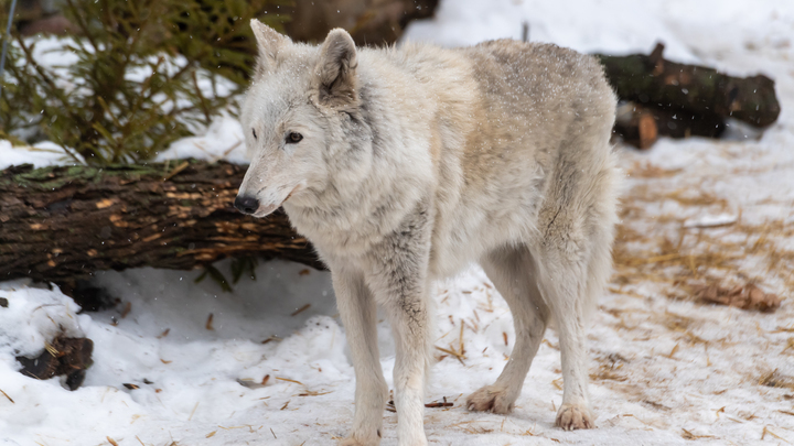 После видео с волками Минприроды готово разрешить их отстрел круглый год