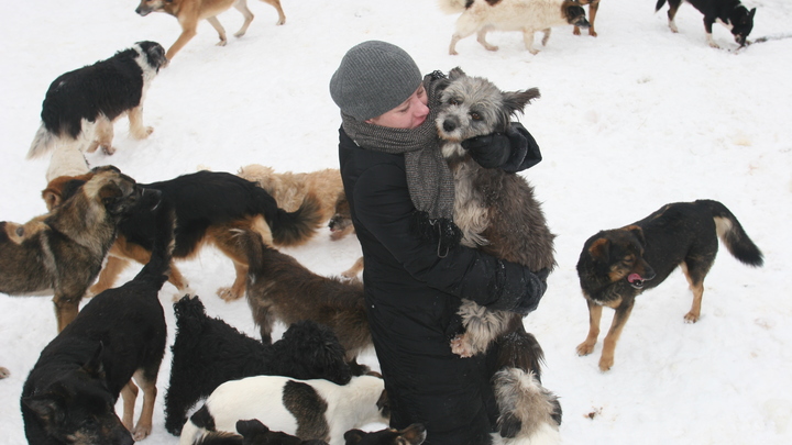 Стая собак напала на женщину во дворе дома в Нижнем Тагиле