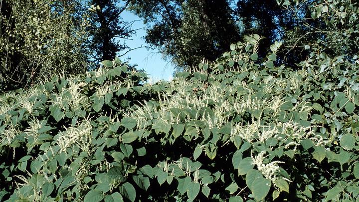 Сахалинская чума: В Англии её окрестили бичом Божьим, а русским всё нипочём