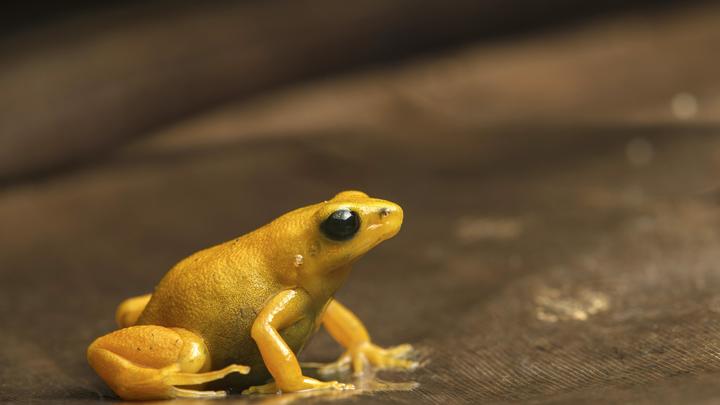 В Индии не из-за COVID-19 пожелтели лягушки