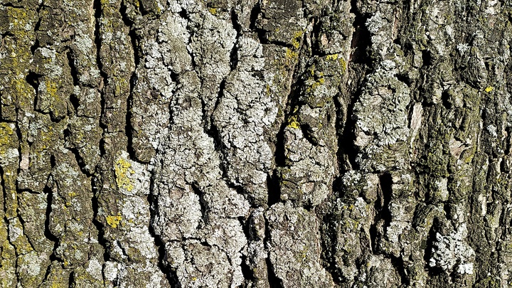 Сносить нельзя оставить: в мэрии рассуждают о судьбе 300-летнего дуба в Парке Гагарина