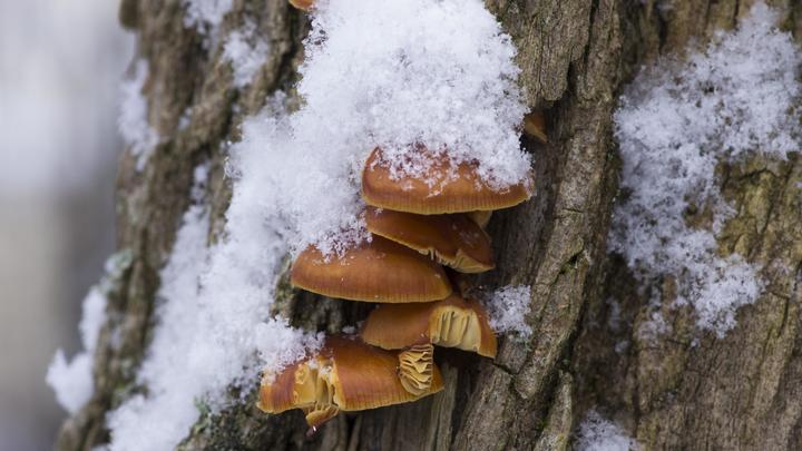 Выглядят ярко, как огоньки горят: Миколог рассказал, где собирать грибы зимой