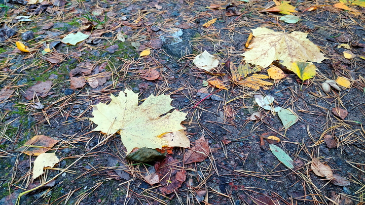 Снега в ноябре не будет: Синоптики уточнили прогноз для Самарской области на 30 дней