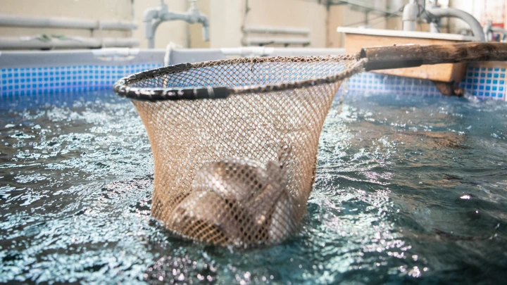 В Карелии исследователи нашли опасного паразита в водах форелевых хозяйств
