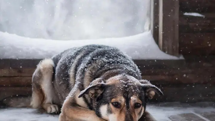 Укрыл собаку — вылетел с работы. Эксперт объяснила ошибки «Додо Пиццы» в скандале