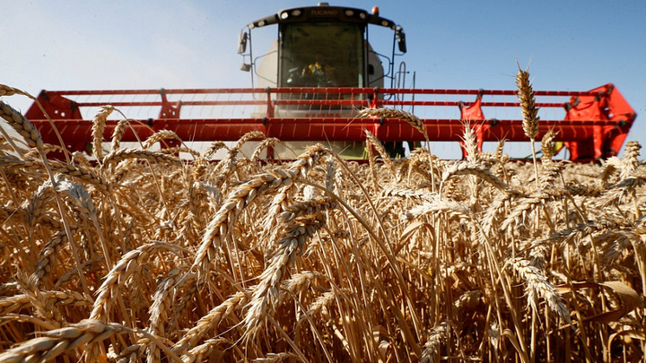 Разгул стихии не помешал: Аграрии Кубани собрали первые 1,5 млн тонн зерна