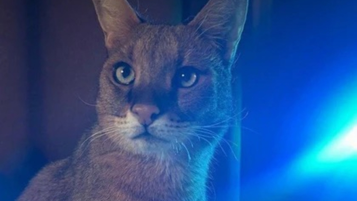 Вознаграждение в 200 тыс. рублей: в Краснодаре пропал кот необычной породы