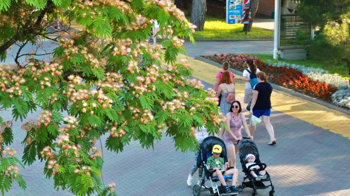 В Геленджике зацвела альбиция ленкоранская